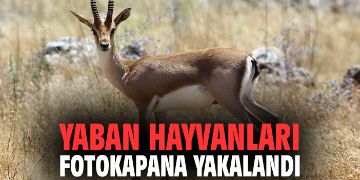 Yaban hayvanları fotokapana yakalandı
