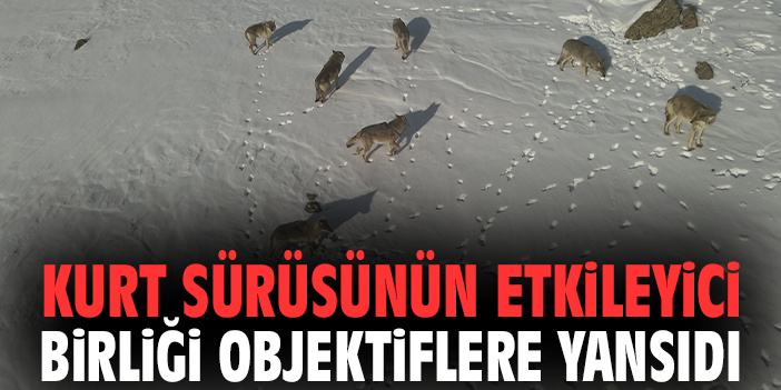 Kurt Sürüsünün Etkileyici Birliği Objektiflere Yansıdı