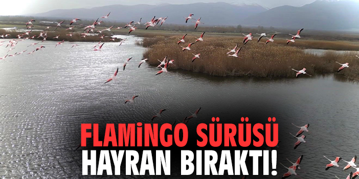 Flamingo Sürüsü Hayran Bıraktı