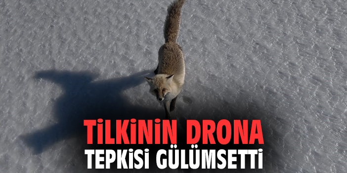 Tilkinin Drona Tepkisi Gülümsetti