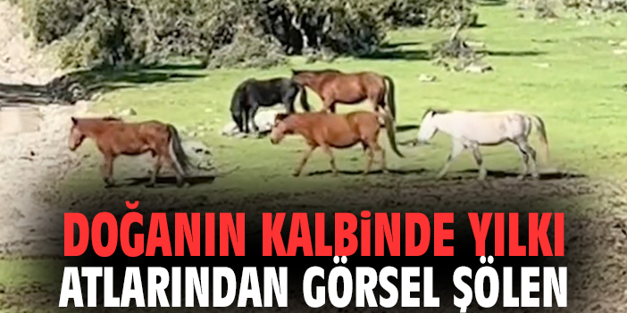Doğanın Kalbinde Yılkı Atlarından Görsel Şölen