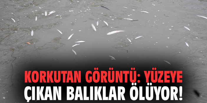 Korkutan görüntü: Yüzeye çıkan balıklar ölüyor!