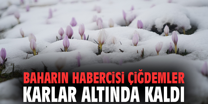 Baharın habercisi çiğdemler karlar altında kaldı