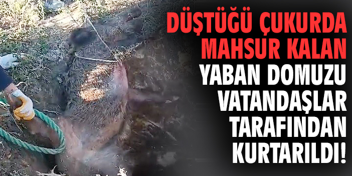 Düştüğü çukurda mahsur kalan yaban domuzu vatandaşlar tarafından kurtarıldı!