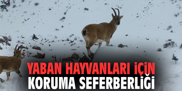 Yaban Hayvanları İçin Koruma Seferberliği