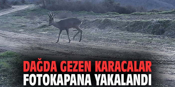 Dağda gezen karacalar fotokapana yakalandı