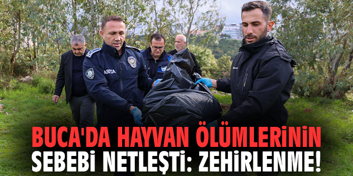 Buca'da hayvan ölümlerinin sebebi netleşti: Zehirlenme!