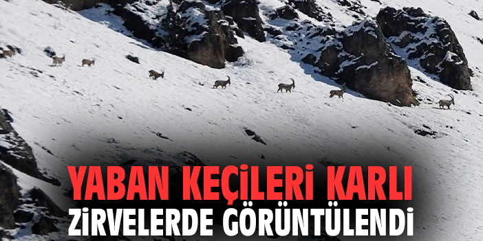 Yaban keçileri karlı zirvelerde görüntülendi