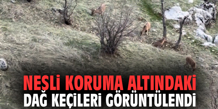 Nesli Koruma Altındaki Dağ Keçileri Görüntülendi