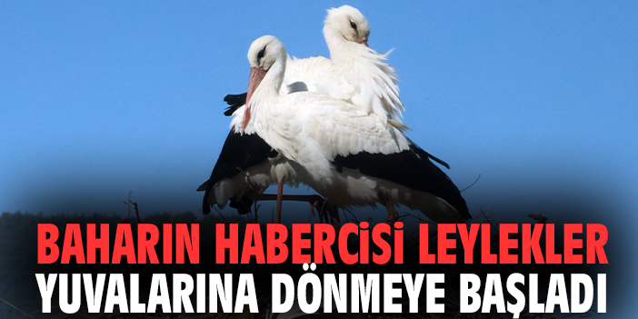 Baharın Habercisi Leylekler Yuvalarına Dönmeye Başladı