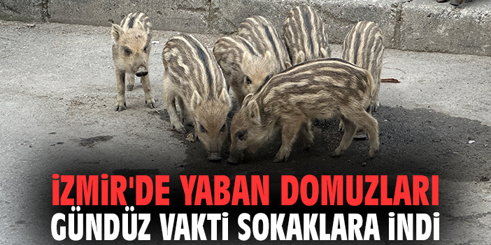 İzmir'de yaban domuzları gündüz vakti sokaklara indi