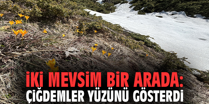 İki mevsim bir arada: Çiğdemler yüzünü gösterdi