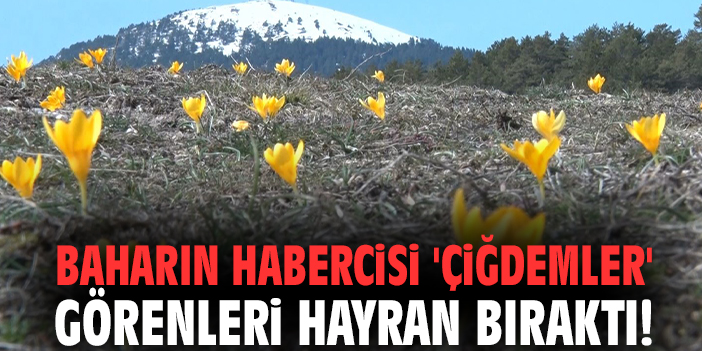 Baharın habercisi 'Çiğdemler' görenleri hayran bıraktı!