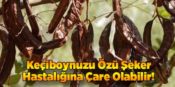 Keçiboynuzu Özü Şeker Hastalığına Çare Olabilir!