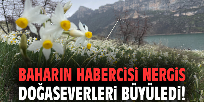 Baharın habercisi Nergis doğaseverleri büyüledi!