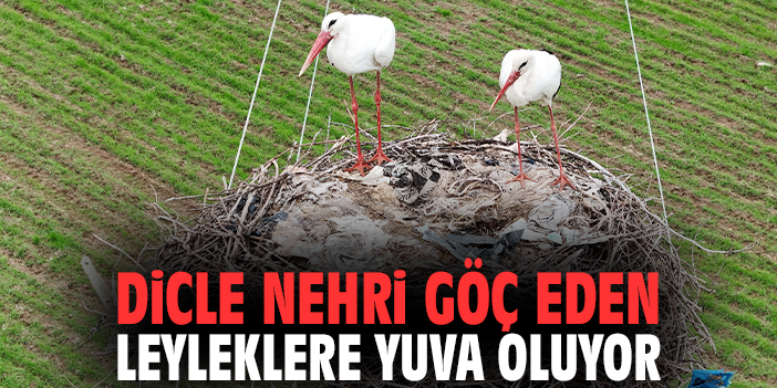Dicle Nehri göç eden leyleklere yuva oluyor