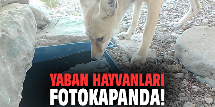 Yaban hayvanları fotokapanda!