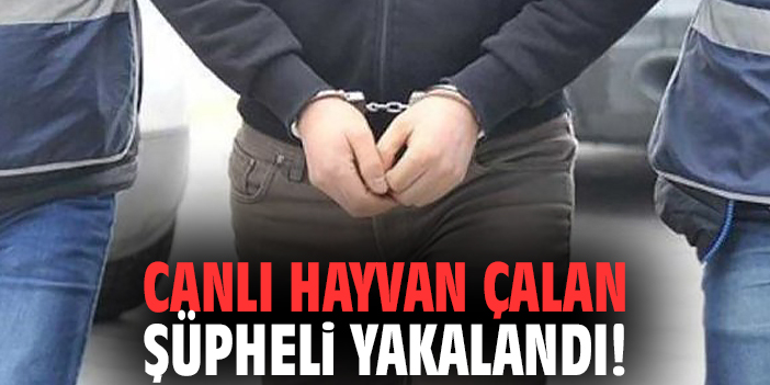 Canlı hayvan çalan şüpheli yakalandı!