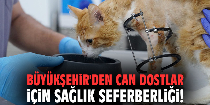 Büyükşehir'den can dostlar için sağlık seferberliği!