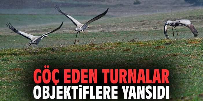 Göç eden turnalar objektiflere yansıdı