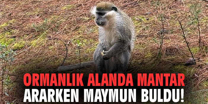 Ormanlık alanda mantar ararken maymun buldu!
