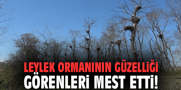 Leylek ormanının güzelliği görenleri mest etti!