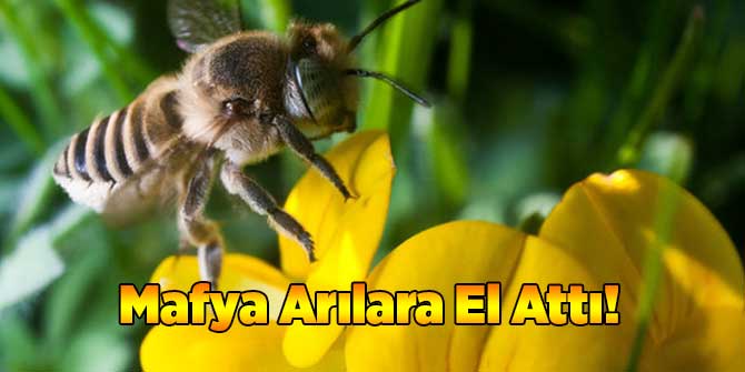 Mafya Arılara El Attı!