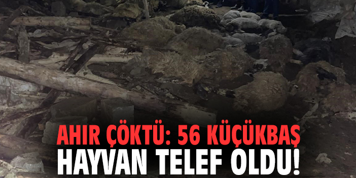 Ahır çöktü: 56 küçükbaş hayvan telef oldu!