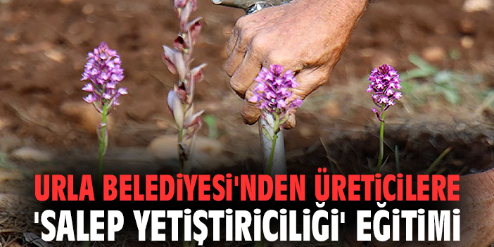 Urla Belediyesi'nden üreticilere 'Salep Yetiştiriciliği' eğitimi