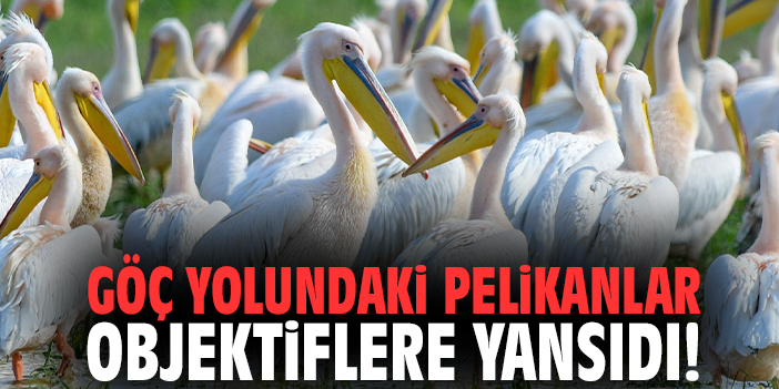 Göç yolundaki pelikanlar objektiflere yansıdı!