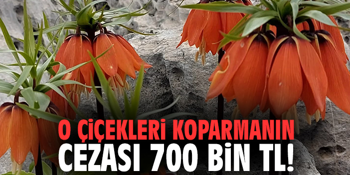 O çiçekleri koparmanın cezası 700 bin tl!