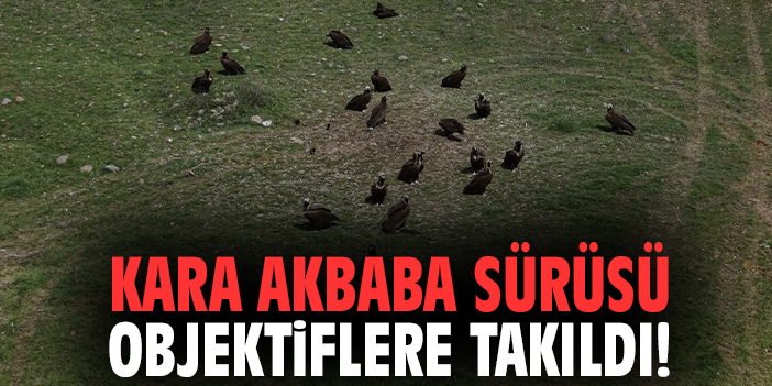 Kara akbaba sürüsü objektiflere takıldı!