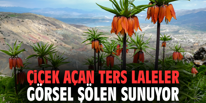 Çiçek açan ters laleler görsel şölen sunuyor