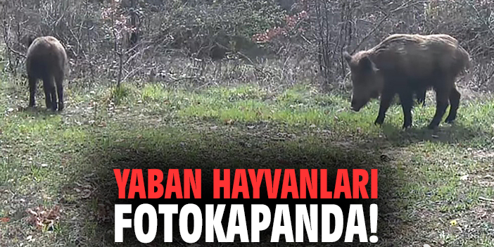 Yaban hayvanları fotokapanda!