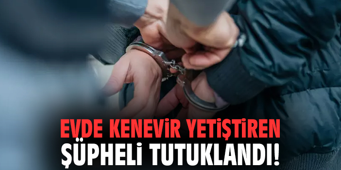 Evde kenevir yetiştiren şüpheli tutuklandı!