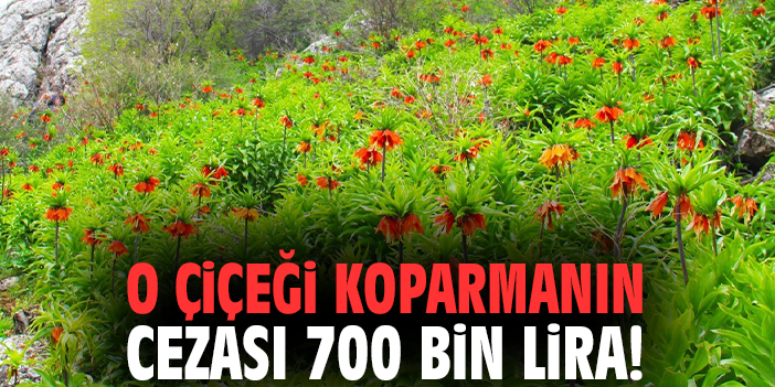 O çiçeği koparmanın cezası 700 bin lira!