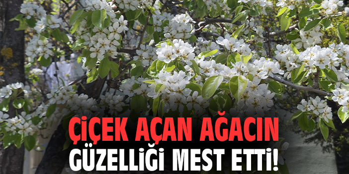 Çiçek açan ağacın güzelliği mest etti!