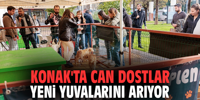Konak'ta can dostlar yeni yuvalarını arıyor