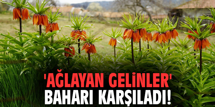 'Ağlayan gelinler' baharı karşıladı!