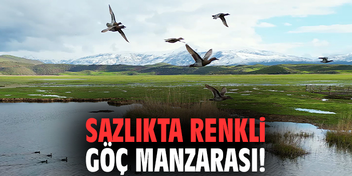 Sazlıkta renkli göç manzarası!