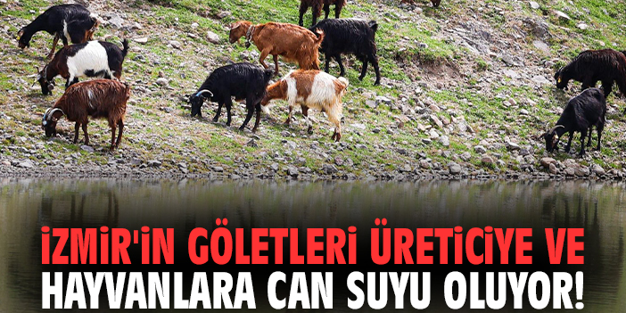İzmir'in göletleri üreticiye ve hayvanlara can suyu oluyor!