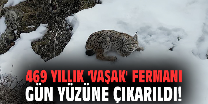 469 yıllık 'vaşak' fermanı gün yüzüne çıkarıldı!