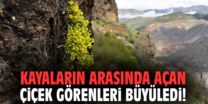Kayaların arasında açan çiçek görenleri büyüledi!