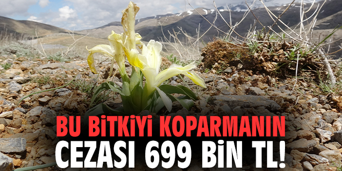 Bu bitkiyi koparmanın cezası 699 bin TL!