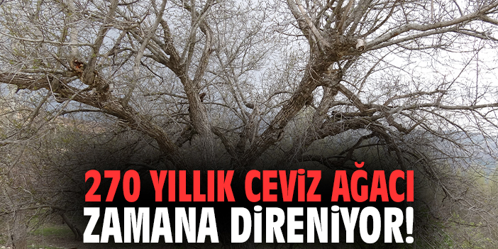 270 yıllık ceviz ağacı zamana direniyor!