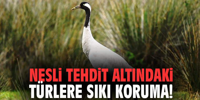 Nesli tehdit altındaki türlere sıkı koruma!