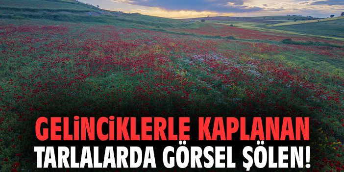 Gelinciklerle kaplanan tarlalarda görsel şölen!
