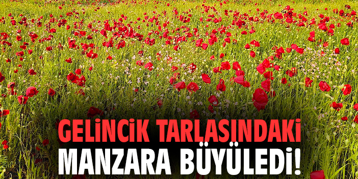 Gelincik tarlasındaki manzara büyüledi!
