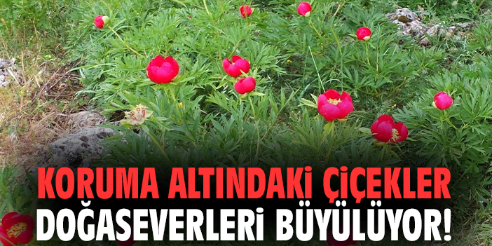 Koruma altındaki çiçekler doğaseverleri büyülüyor!