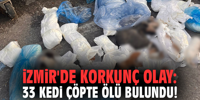 İzmir'de korkunç olay: 33 kedi çöpte ölü bulundu!